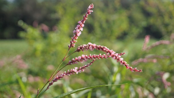 polygonum