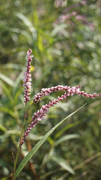 polygonum