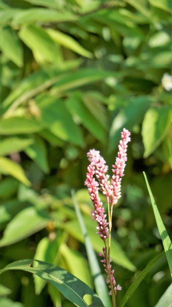 polygonum