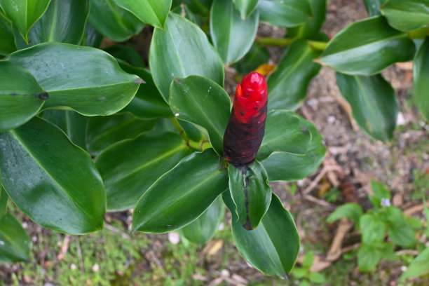 costus