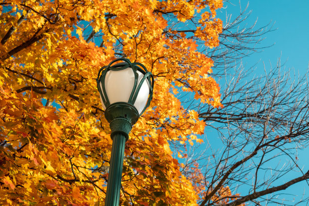 maple
