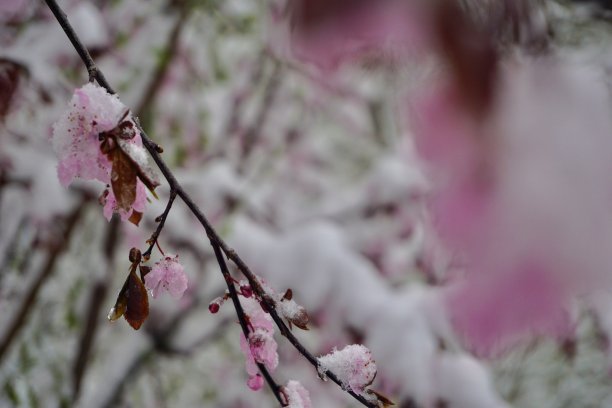 雪景桃花枝