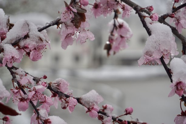 雪景桃花枝