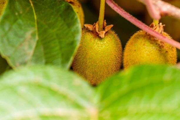 猕猴桃果实