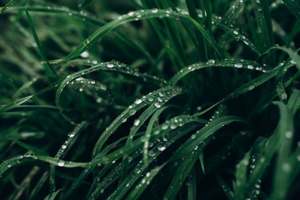 雨水节气