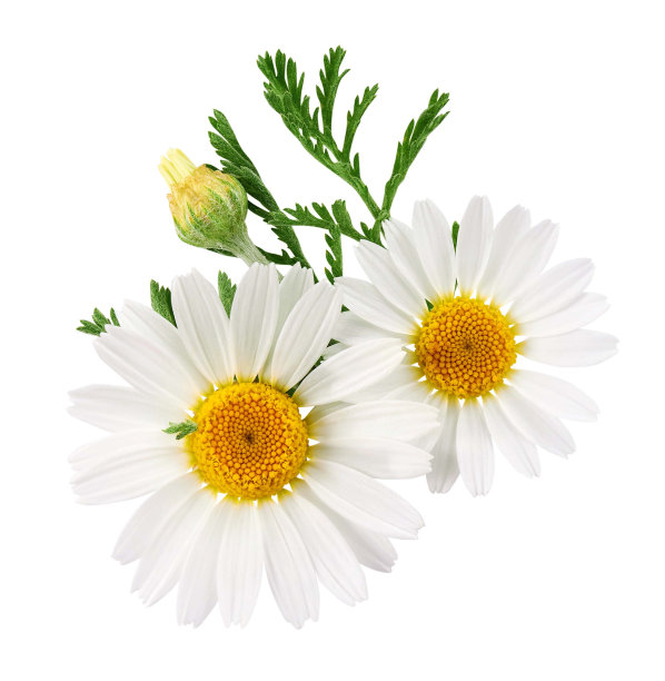 marguerite