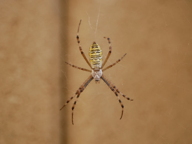 argiope