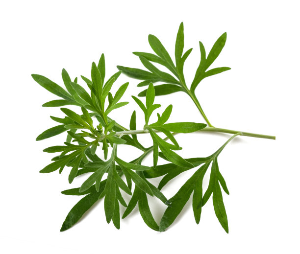wormwood