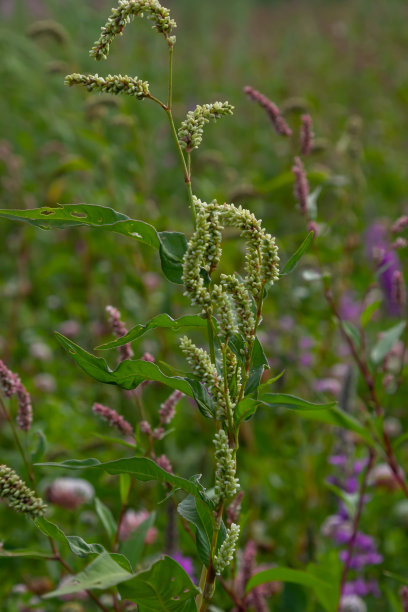 polygonum