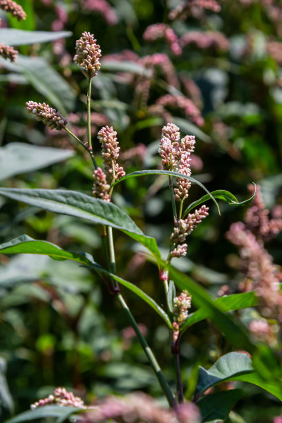polygonum