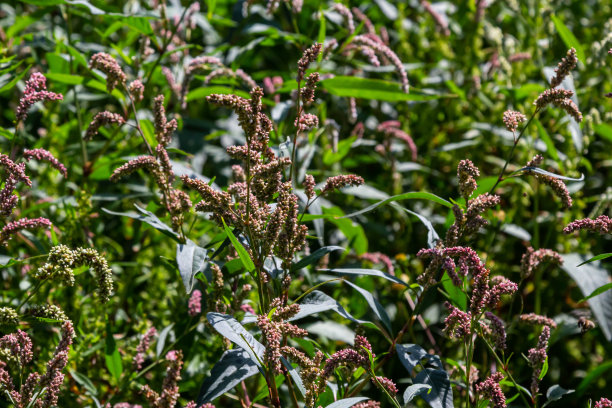 polygonum