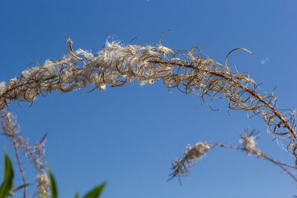 epilobium