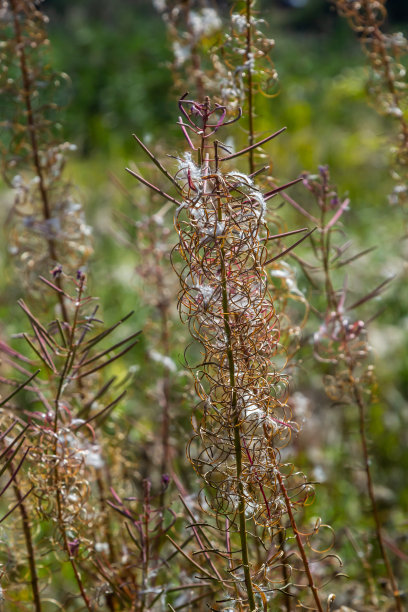 epilobium