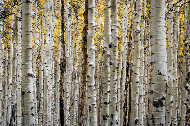 aspen
