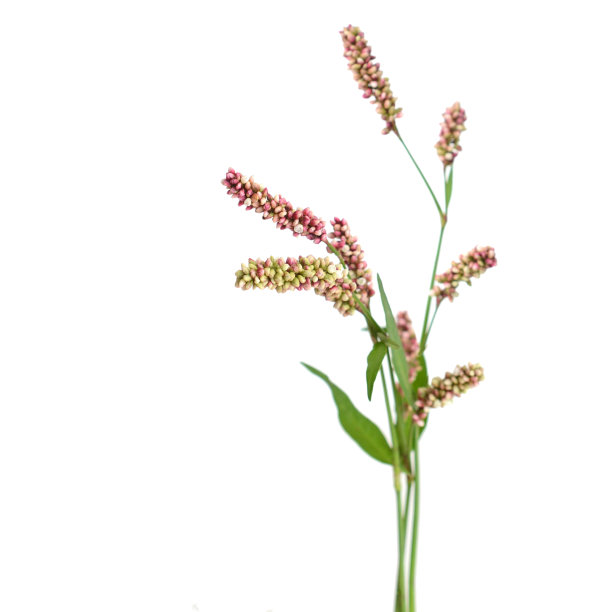polygonum