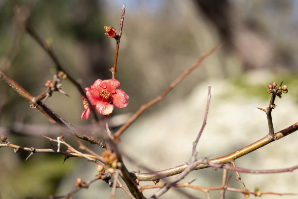 chaenomeles