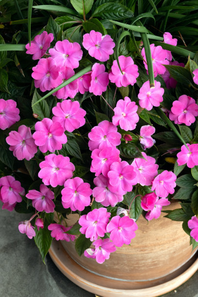 impatiens