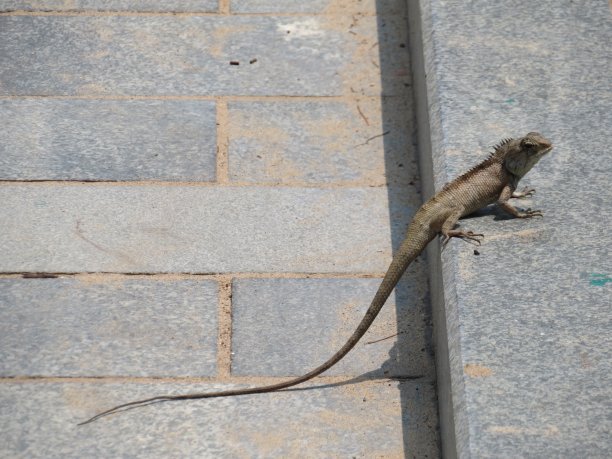physignathus