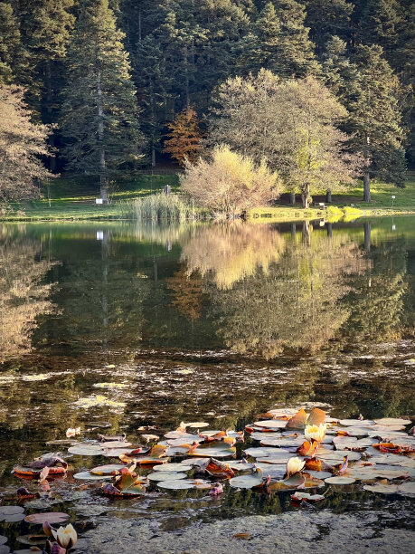 bolu