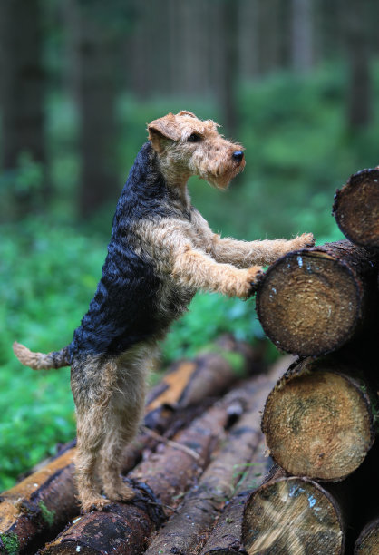 airedale