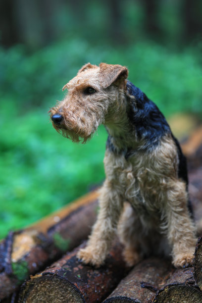 airedale