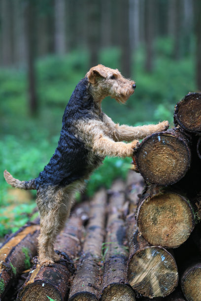 airedale