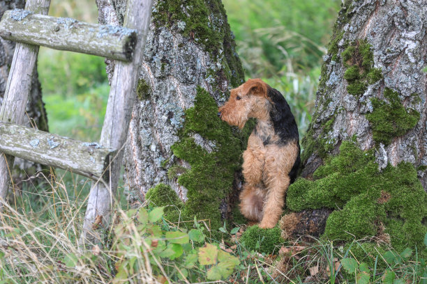 airedale