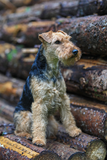 airedale