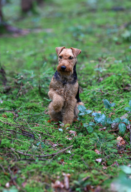 airedale