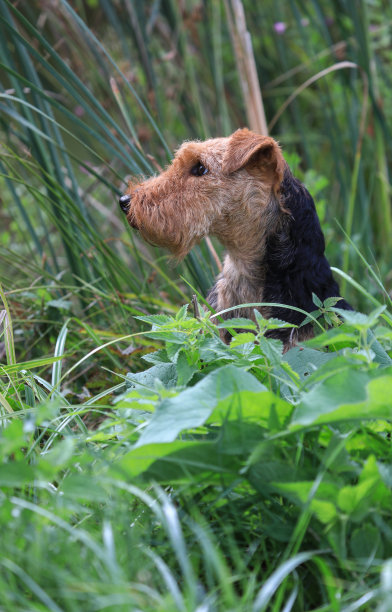 airedale
