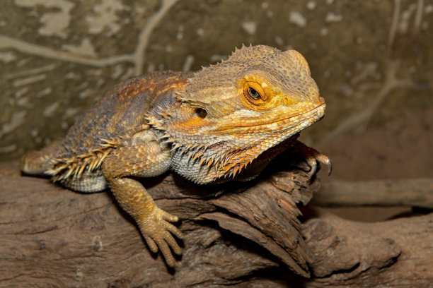 agama