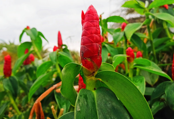costus