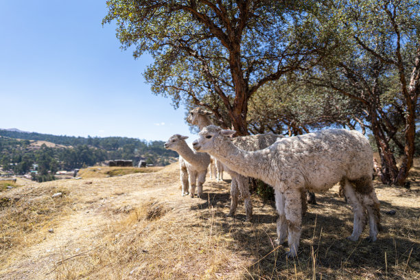 llama