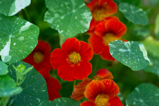 nasturtium