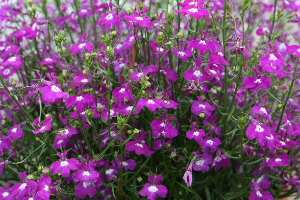 lobelia