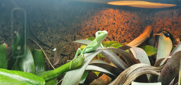 reptilia