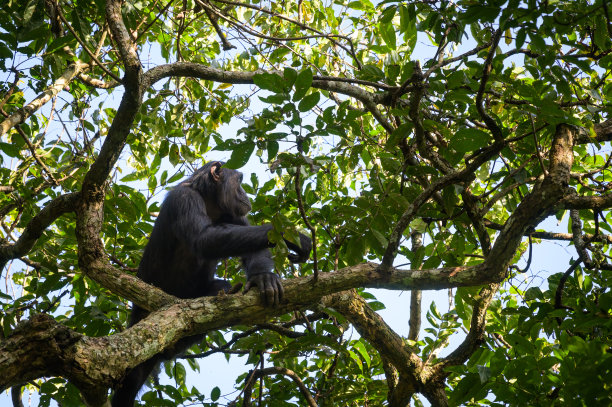 ape