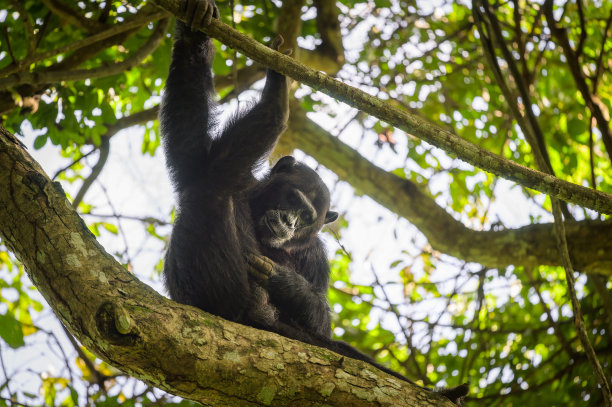 ape