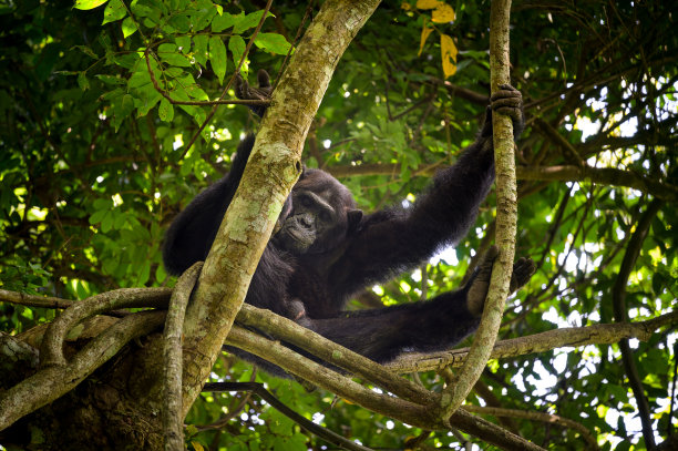 ape