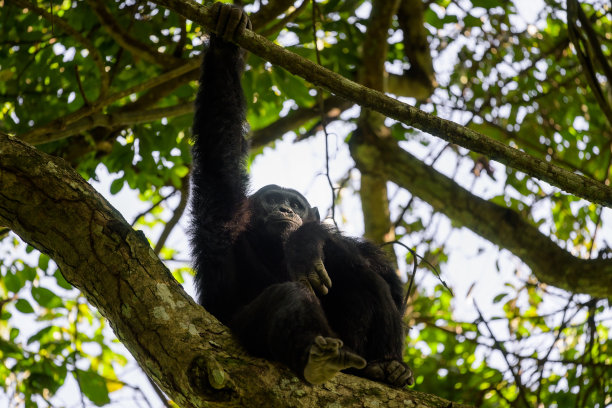 ape
