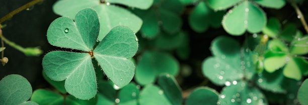 shamrock