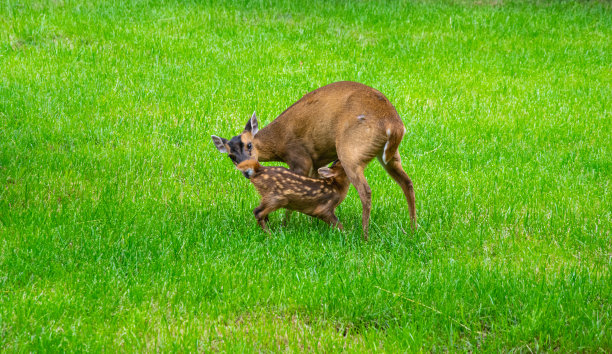 doe