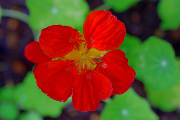 nasturtium