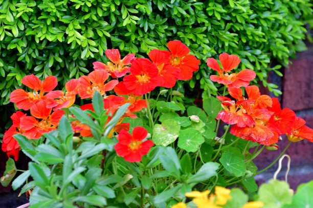 nasturtium