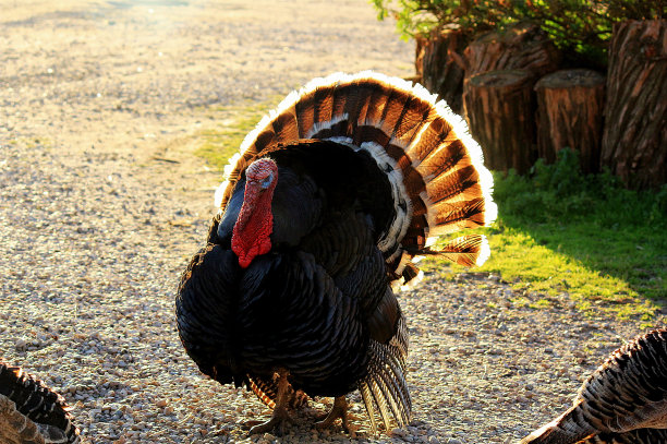 turkey