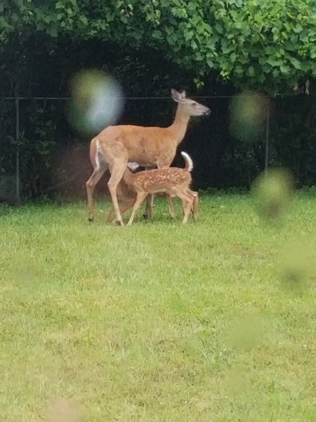 doe
