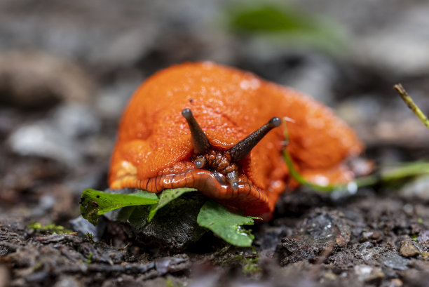 mollusk