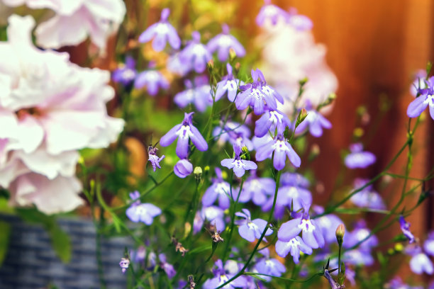 lobelia