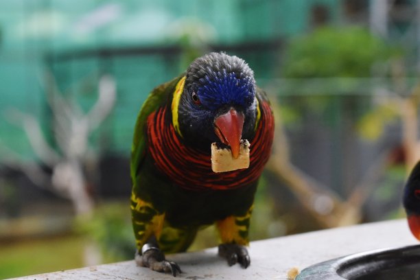 lorikeet
