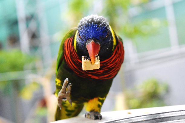 lorikeets